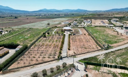 Finca - Venta - Pinoso - Pinoso