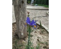Herverkoop - Country house - Crevillente - Crevillent - Crevillente - Crevillent Centro