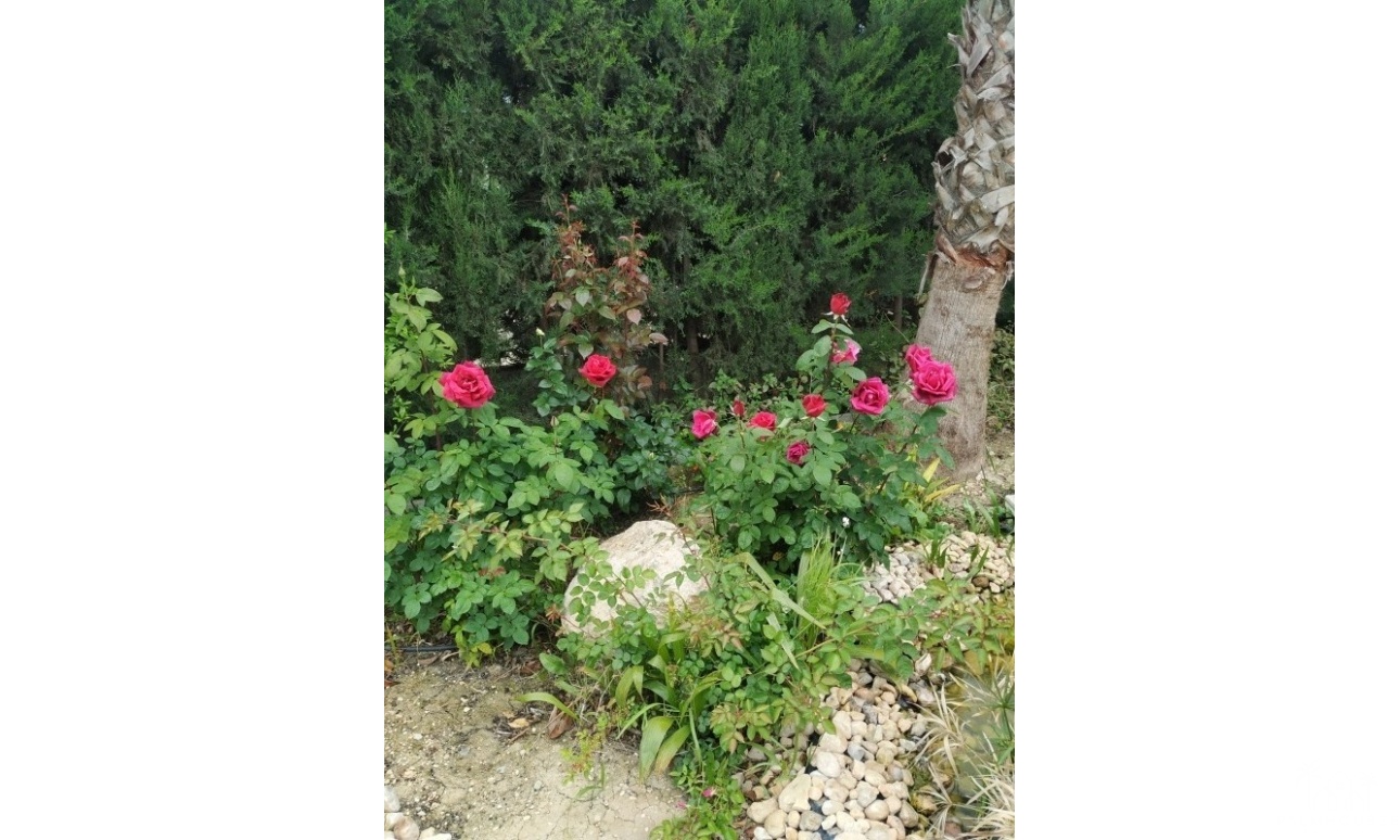 Herverkoop - Country house - Crevillente - Crevillent - Crevillente - Crevillent Centro