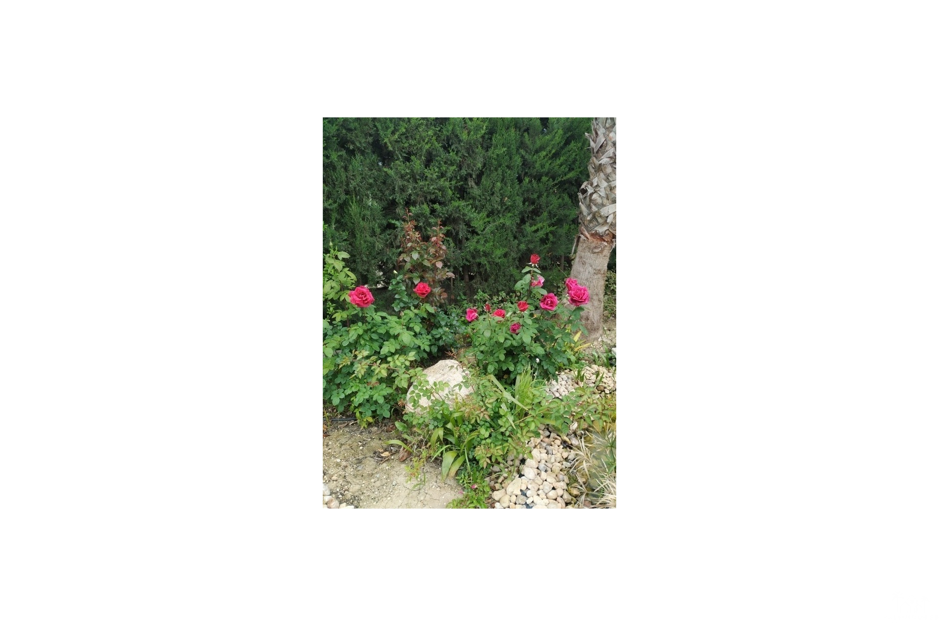 Herverkoop - Country house - Crevillente - Crevillent - Crevillente - Crevillent Centro