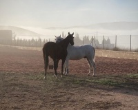 Herverkoop - Country house - Jumilla - Torre Del Rico