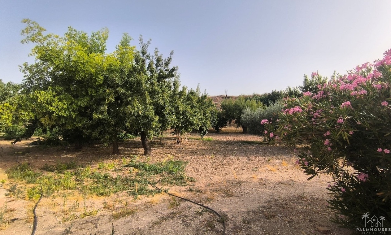 Herverkoop - Country house - Pinoso - Pinoso Centro