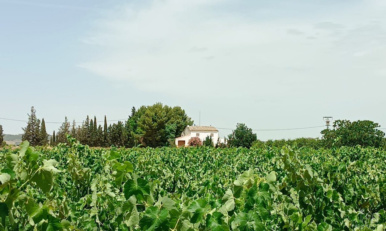 Herverkoop - Country house - Yecla - Yecla Centro