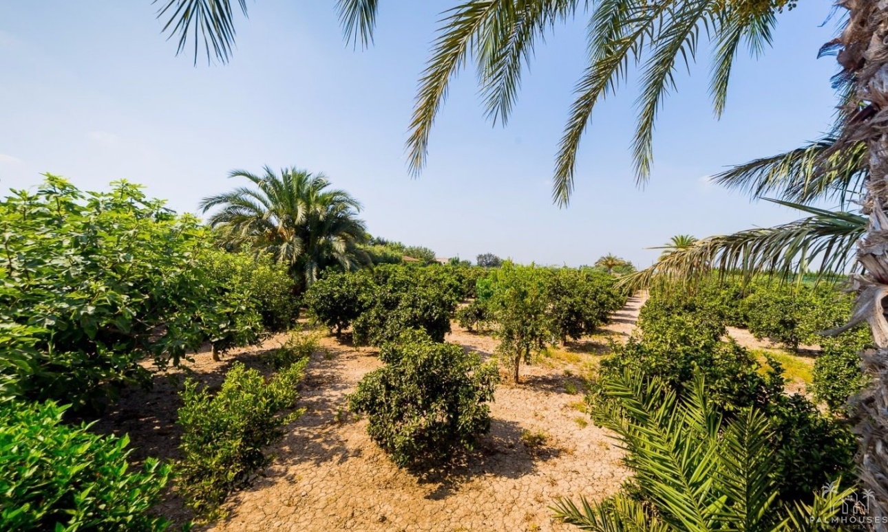 Herverkoop - Finca - Almoradi - Camino De Catral