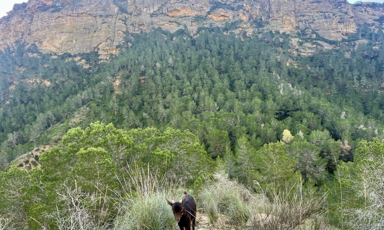 Herverkoop - Finca - Gea Y Truyols - Sierra de Columbares Natural Park