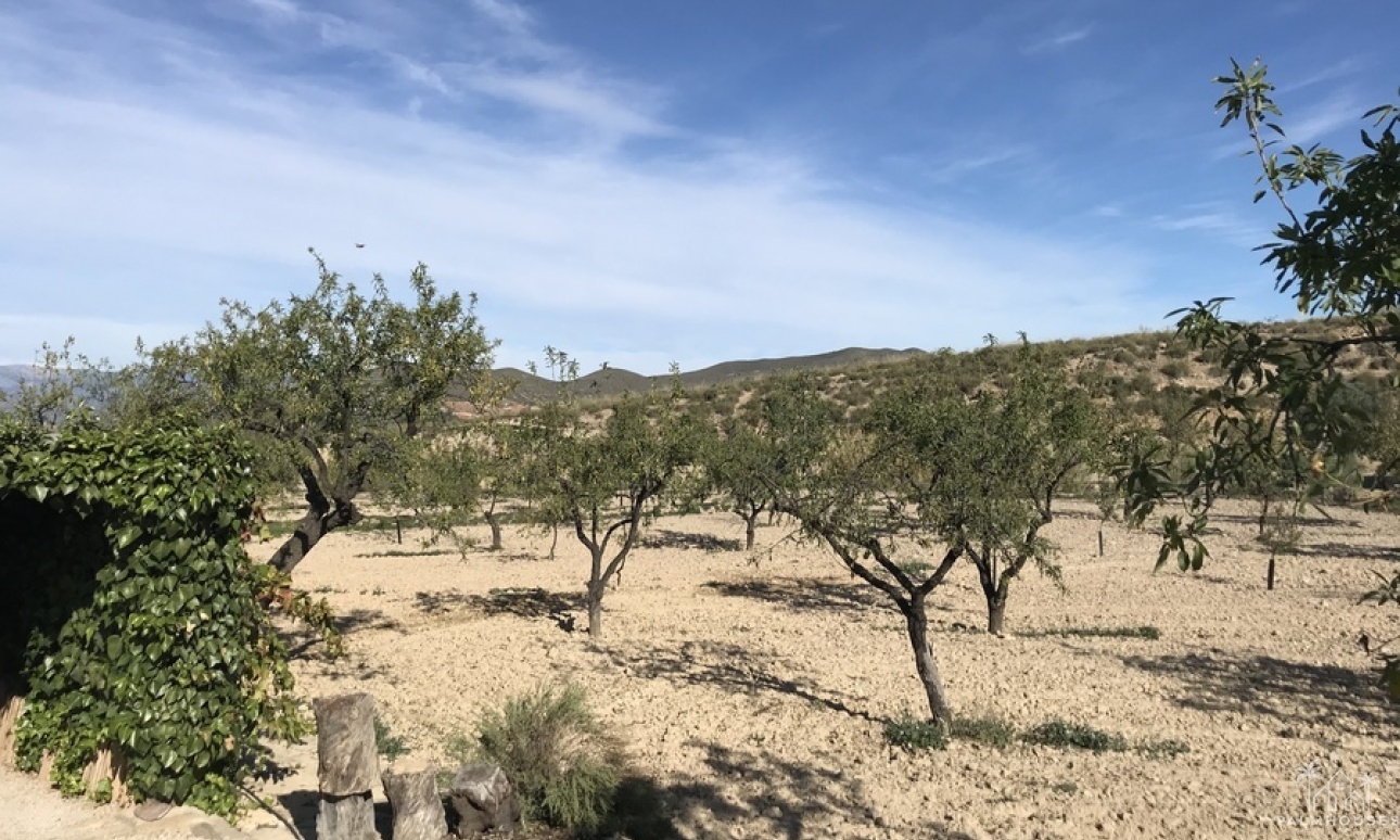 Herverkoop - Finca - Lorca - Costa Calida