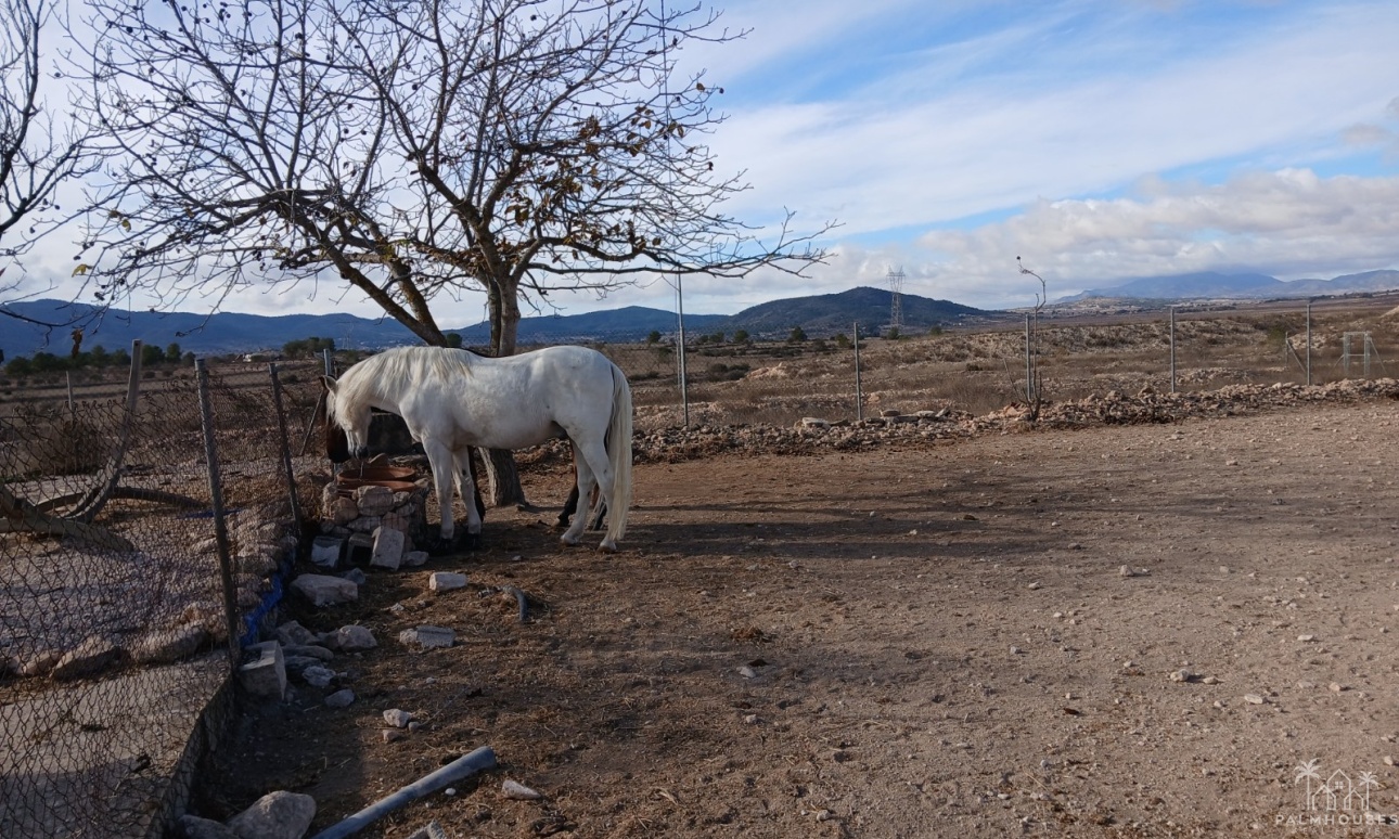 Herverkoop - Finca - Monóvar/Monóver - Inland