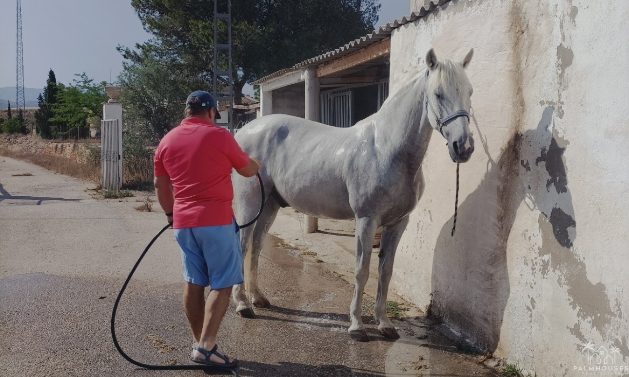 Herverkoop - Finca - Monóvar/Monóver - Inland