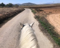 Herverkoop - Finca - Monóvar/Monóver - Inland