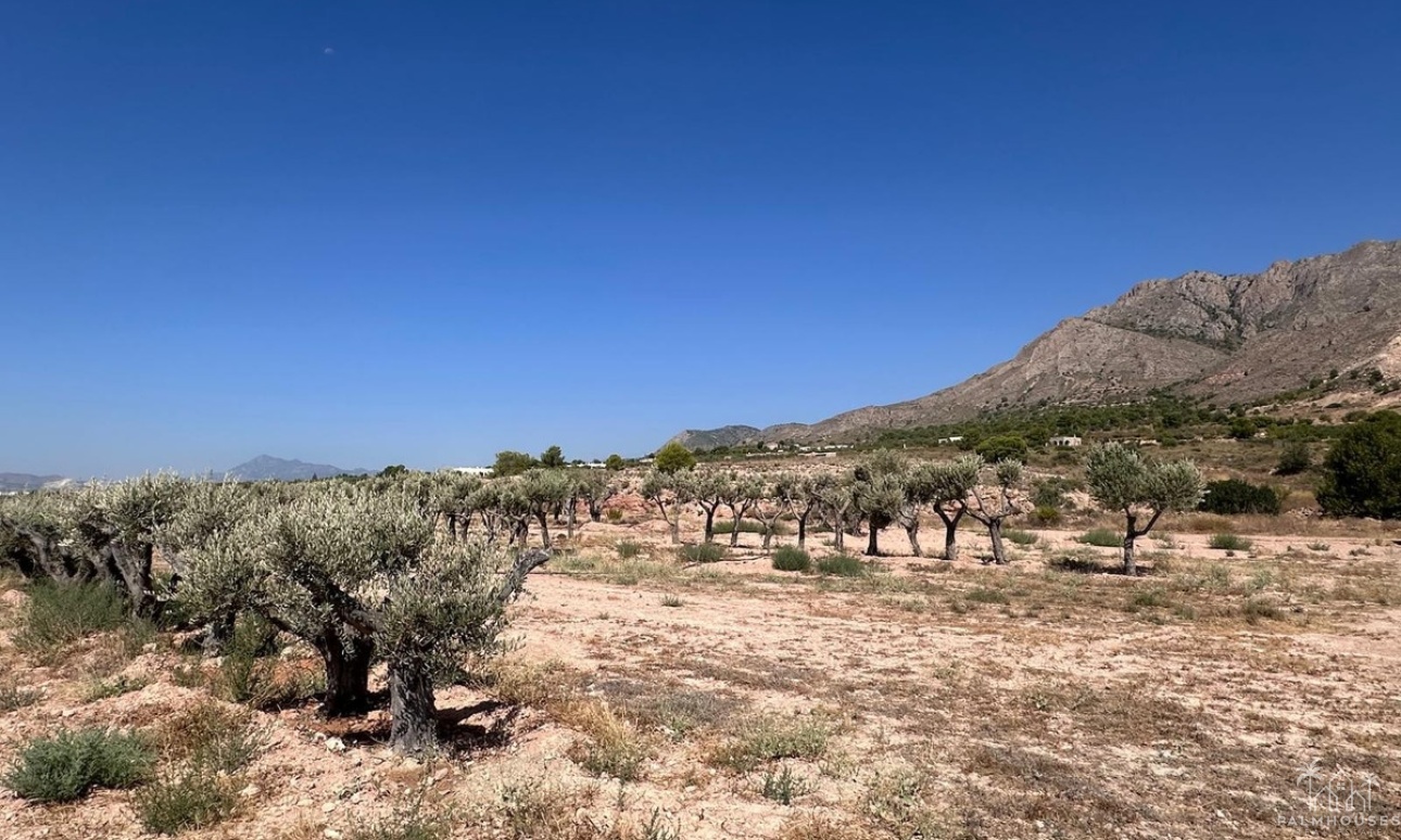 Herverkoop - Plot - Abanilla - Macisvenda