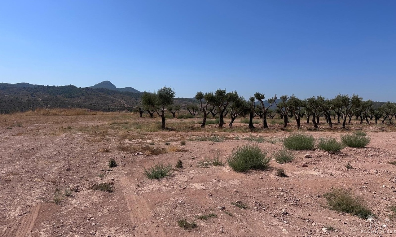 Herverkoop - Plot - Abanilla - Macisvenda