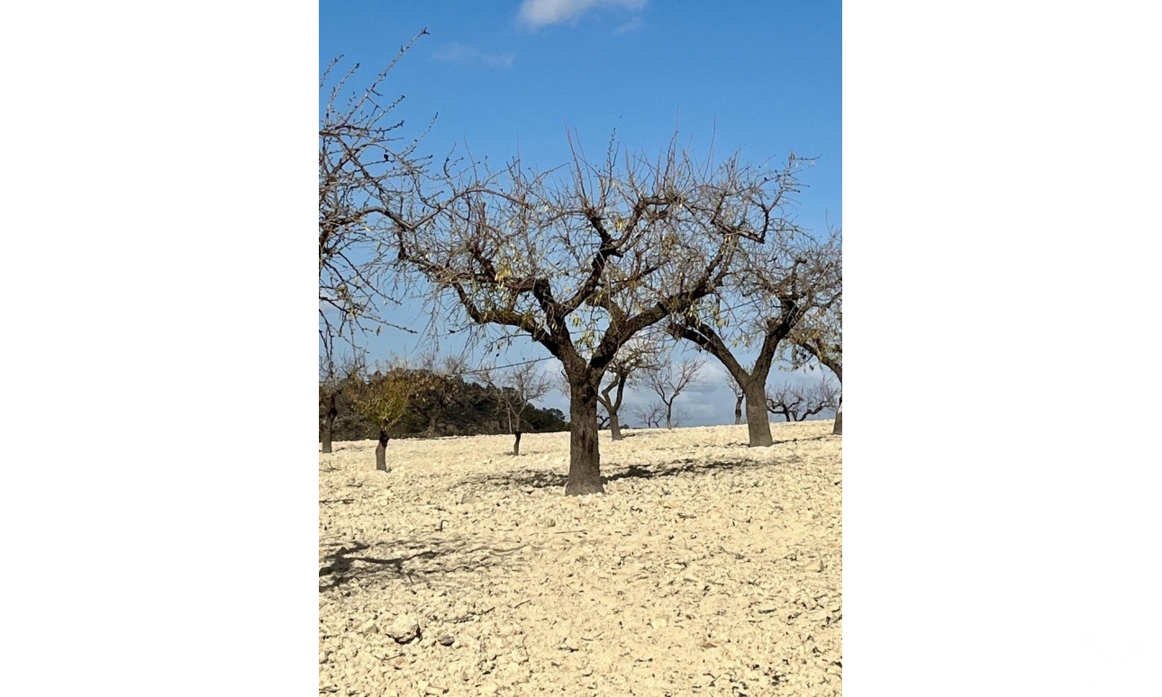 Herverkoop - Plot - Bullas - Costa Calida