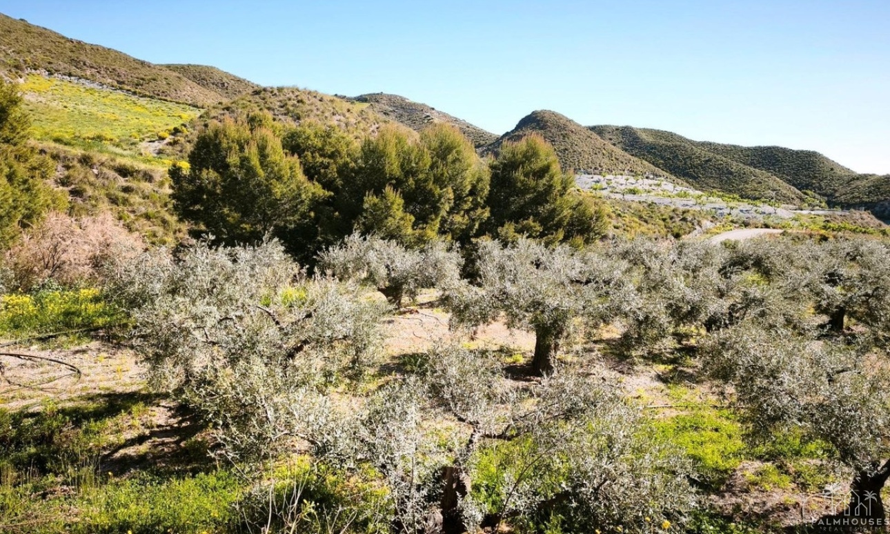 Herverkoop - Plot - Lorca - Lorca Centro