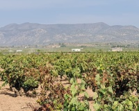 Herverkoop - Plot - Pinoso - Pinoso Centro