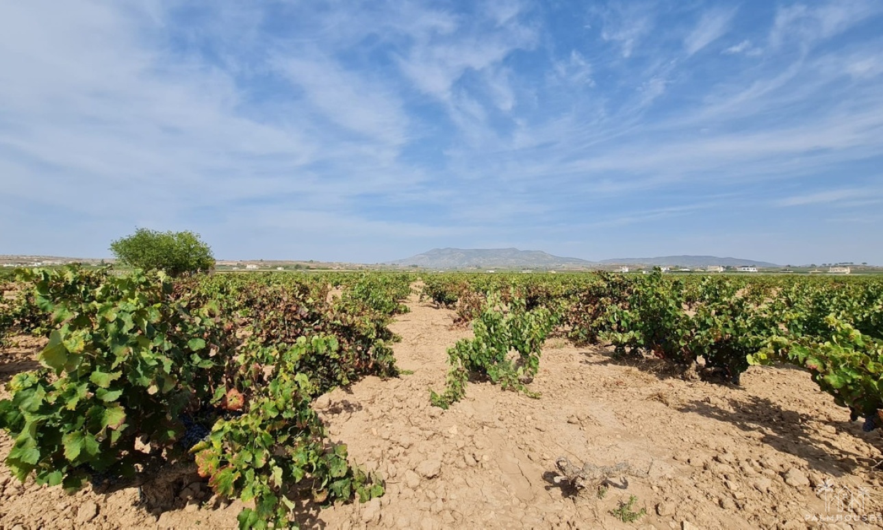 Herverkoop - Plot - Pinoso - Pinoso Centro