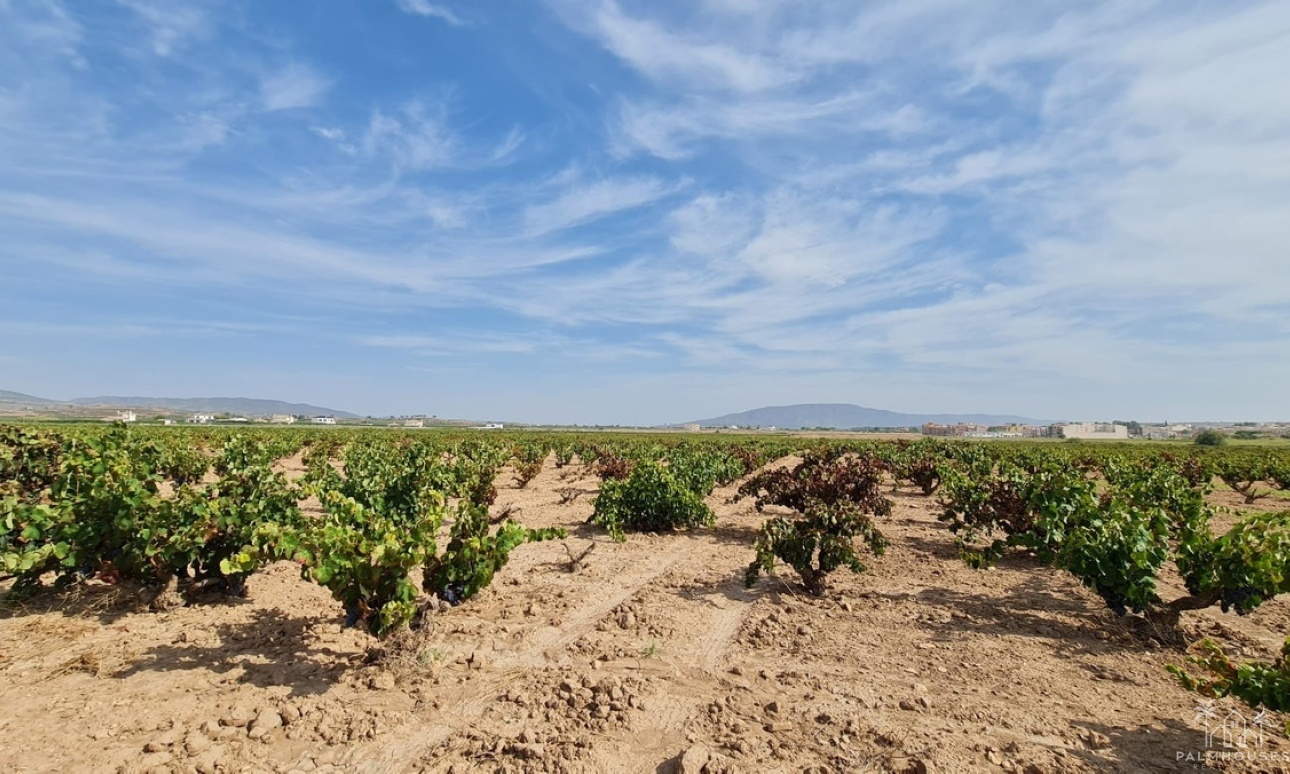 Herverkoop - Plot - Pinoso - Pinoso Centro