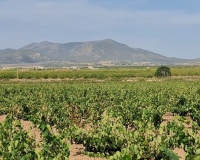 Herverkoop - Plot - Pinoso - Pinoso Centro