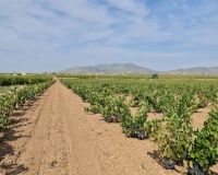 Herverkoop - Plot - Pinoso - Pinoso Centro