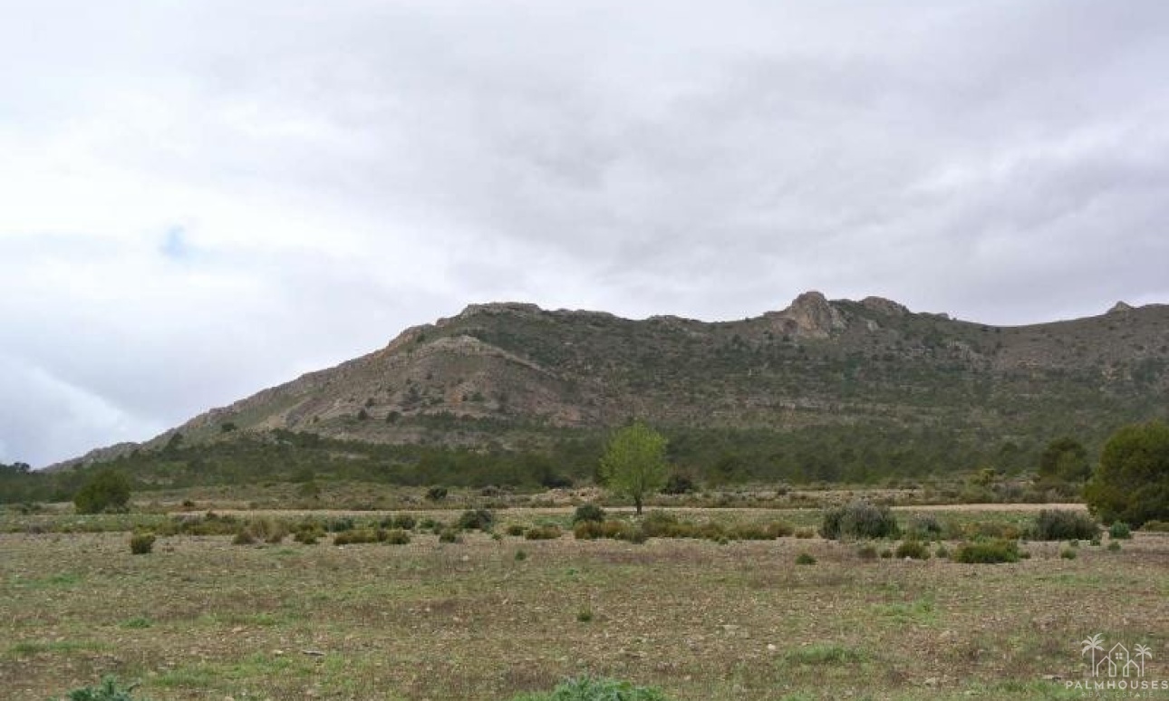 Herverkoop - Plot - Yecla - Yecla Centro