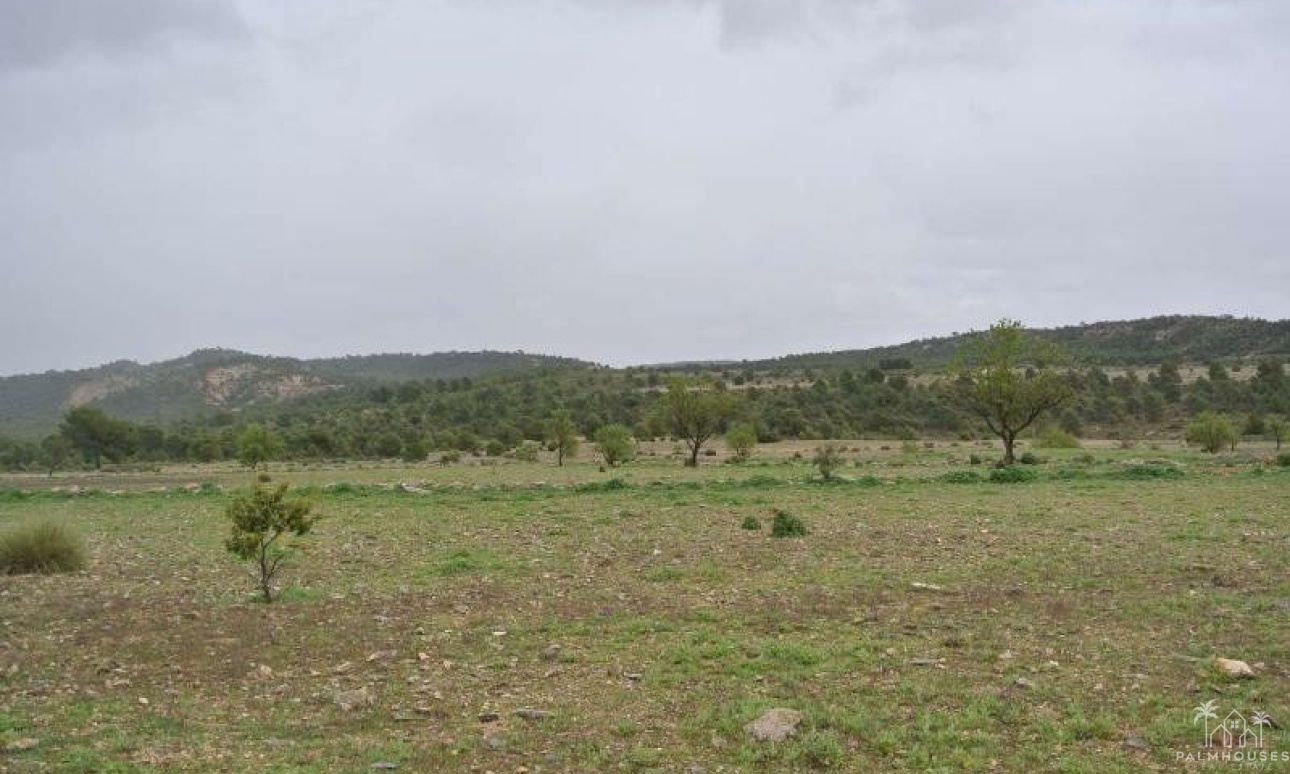 Herverkoop - Plot - Yecla - Yecla Centro