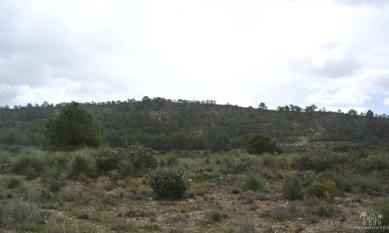 Herverkoop - Plot - Yecla - Yecla Centro