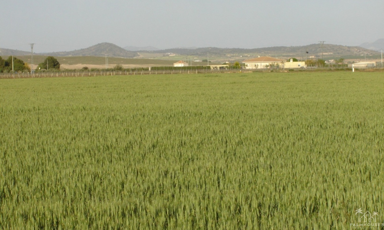 Herverkoop - Plot - Yecla - Yecla Centro