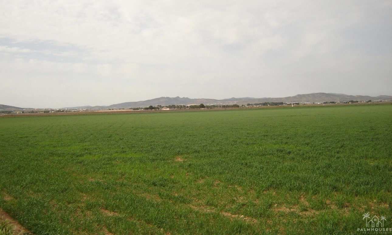 Herverkoop - Plot - Yecla - Yecla Centro