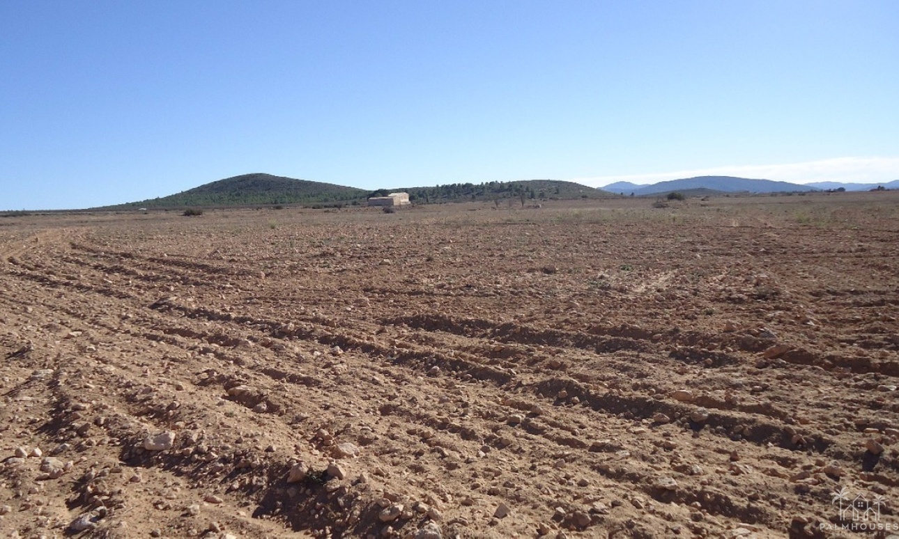 Herverkoop - Plot - Yecla - Yecla Centro