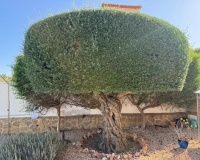 Herverkoop - Villa - San Miguel de Salinas - San Miguel de Salinas Centro