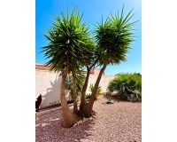 Herverkoop - Villa - Torrevieja - Costa Blanca