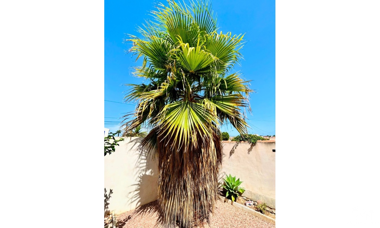 Herverkoop - Villa - Torrevieja - Costa Blanca