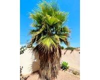 Herverkoop - Villa - Torrevieja - Costa Blanca