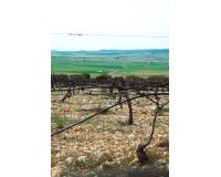 Nouvelle construction - Villa - Alicante - Yecla