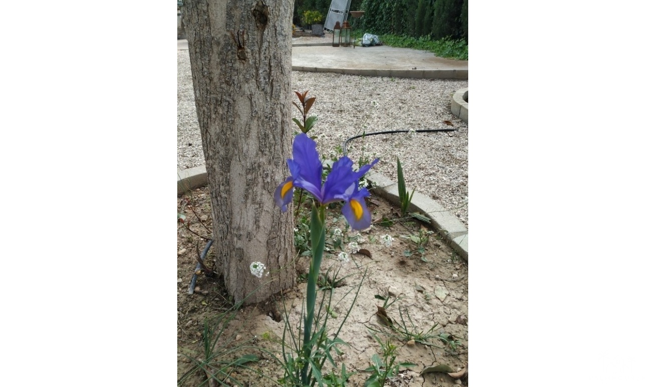 Resale - Country house - Crevillente - Crevillent - Crevillente - Crevillent Centro