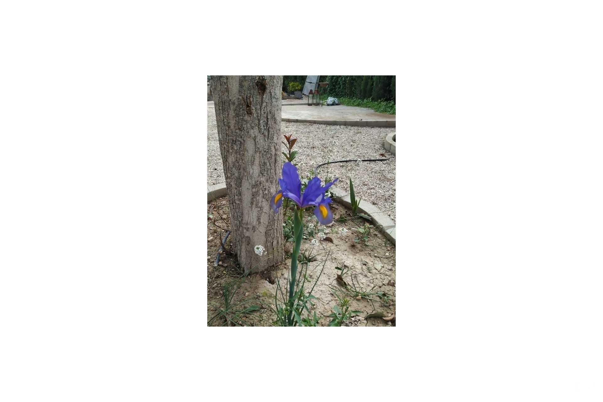 Resale - Country house - Crevillente - Crevillent - Crevillente - Crevillent Centro