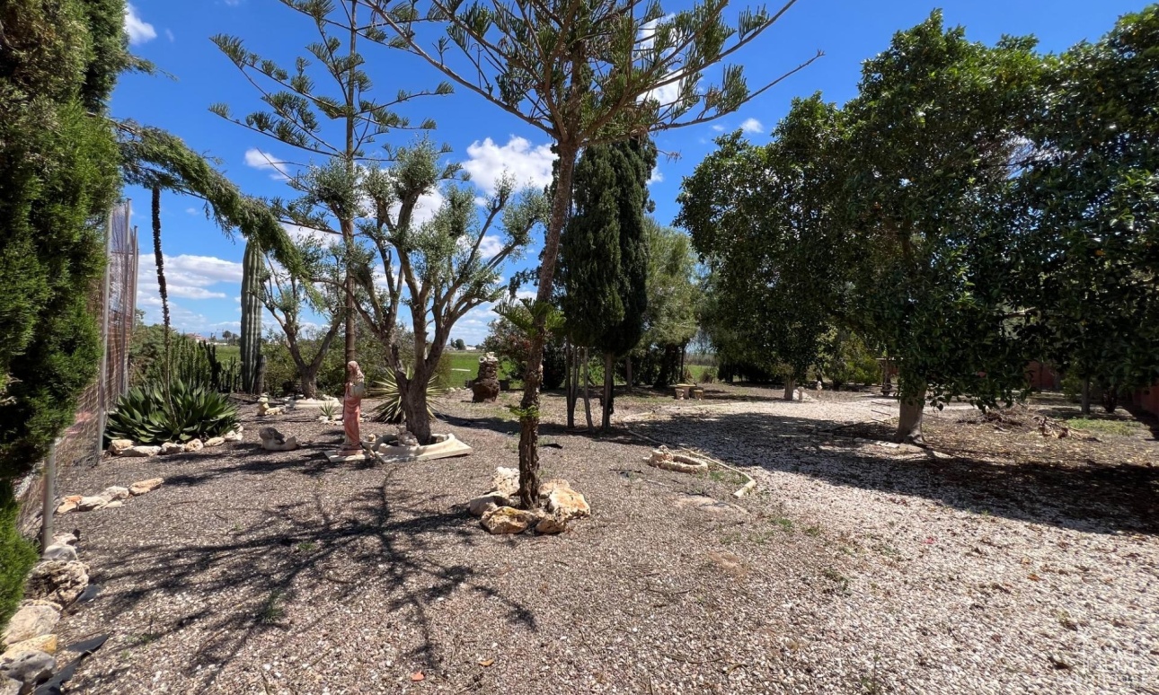 Resale - Finca - Dolores - Comunidad Valenciana