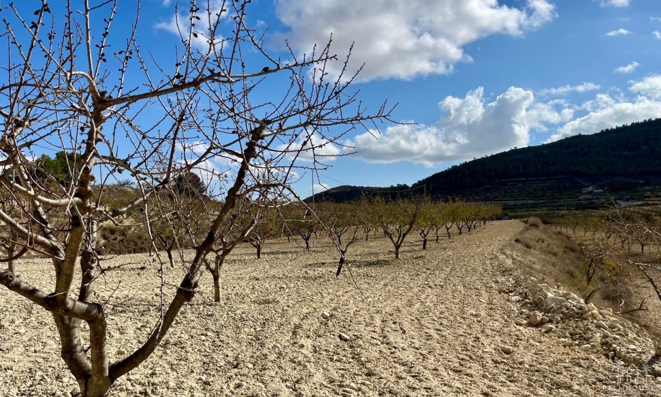 Resale - Plot - Bullas - Costa Calida