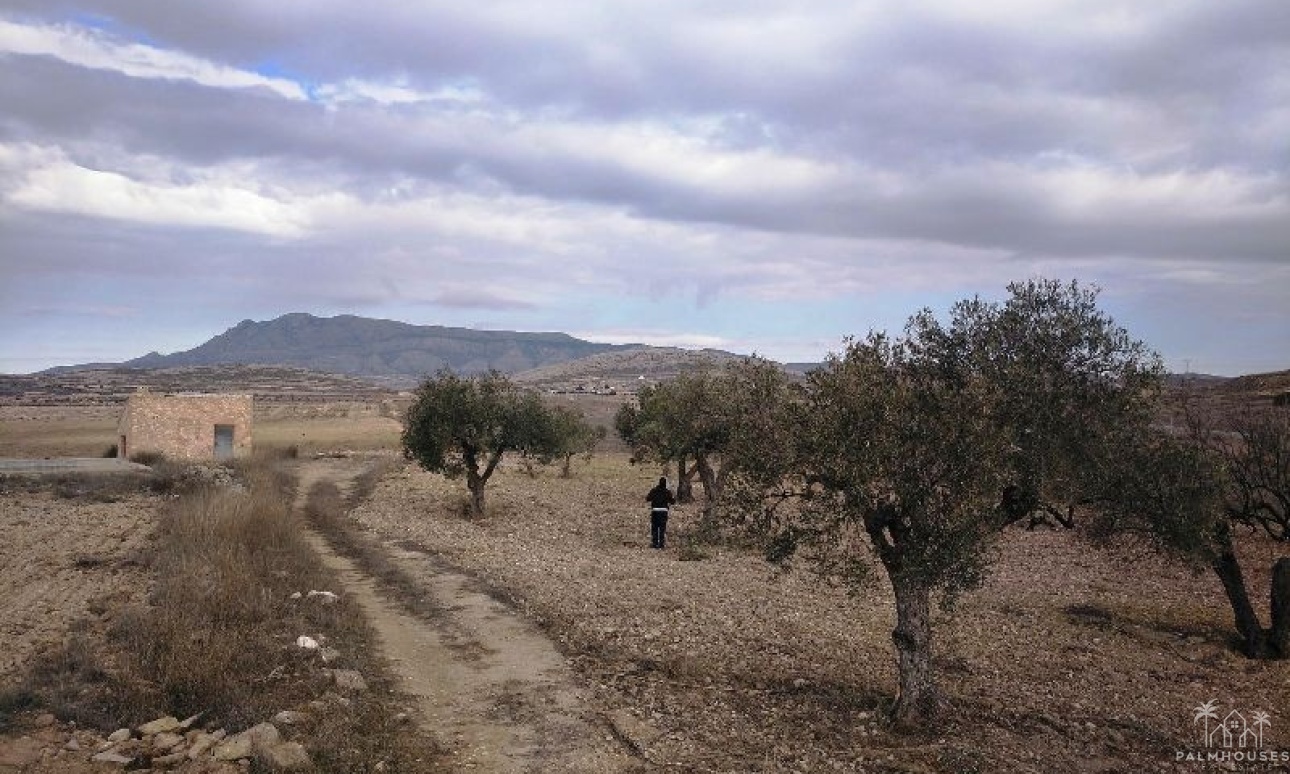 Resale - Plot - Jumilla - Torre Del Rico