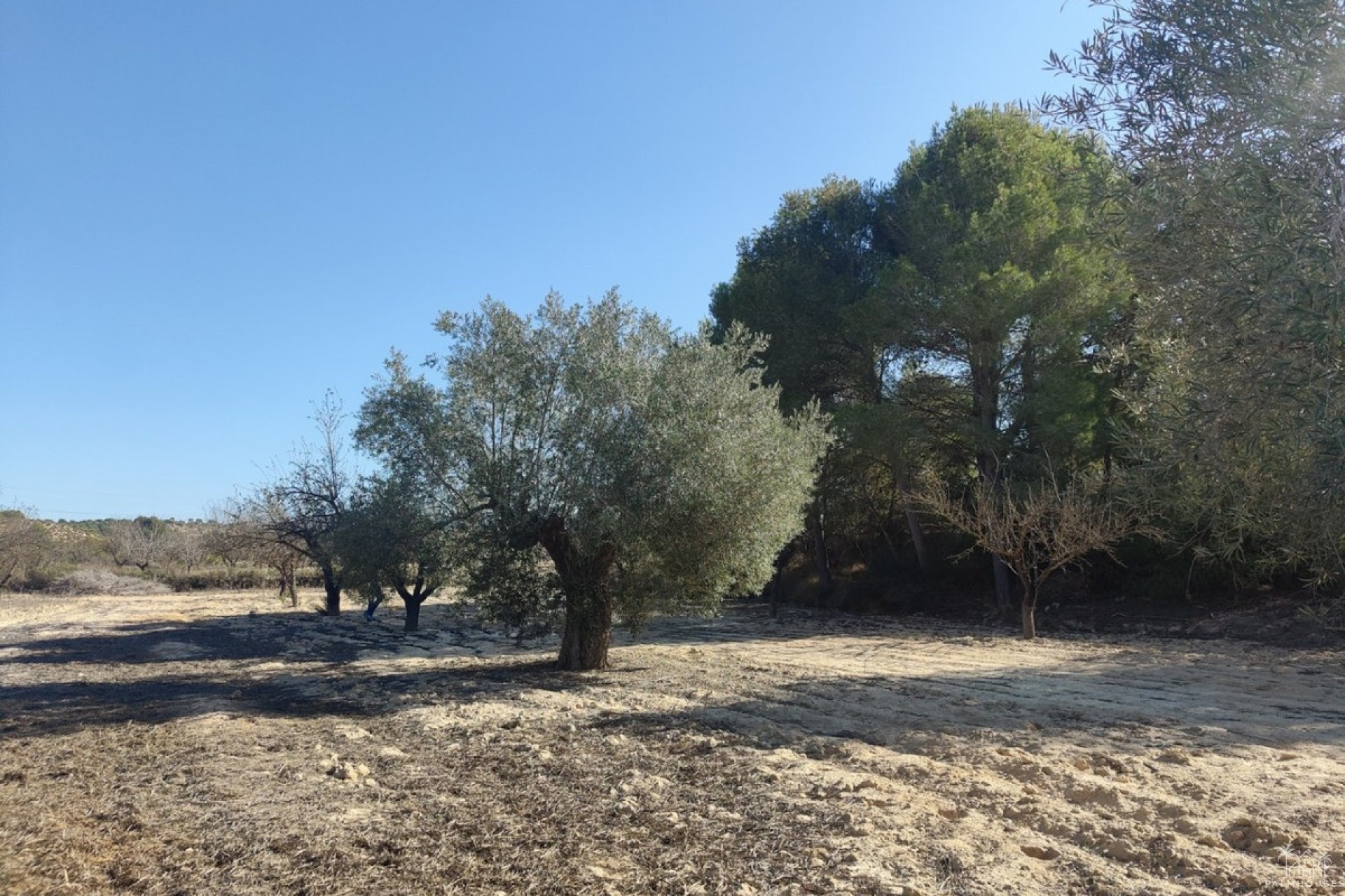 Resale - Plot - Orihuela - Torremendo