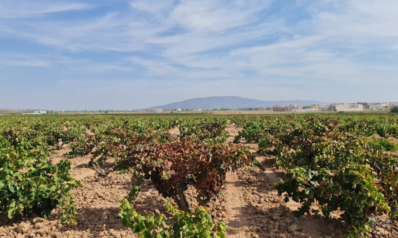 Resale - Plot - Pinoso - Pinoso Centro