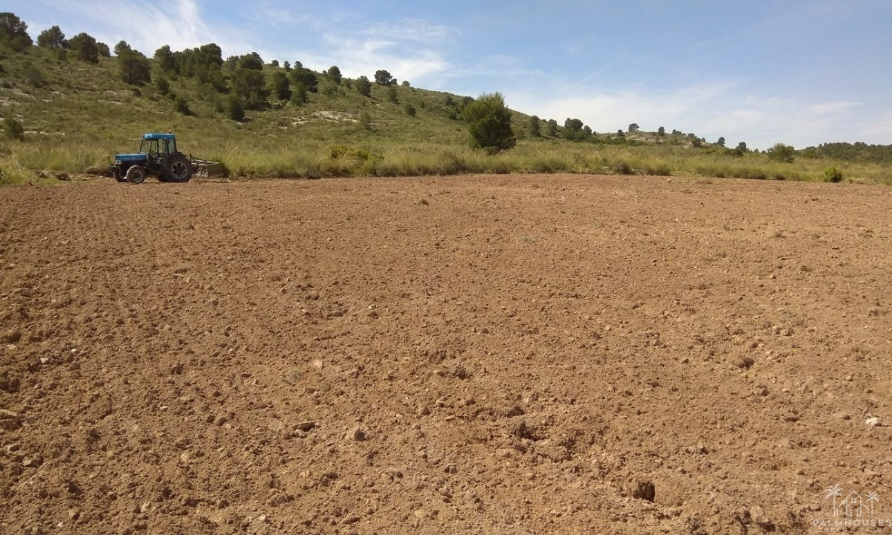 Resale - Plot - Yecla - Yecla Centro