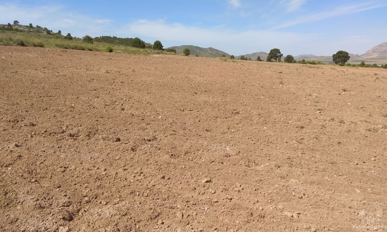 Resale - Plot - Yecla - Yecla Centro