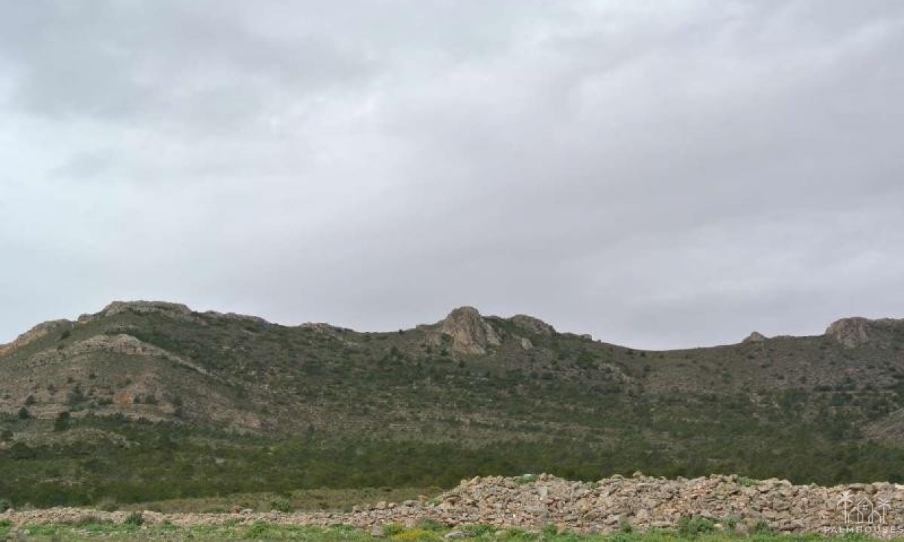 Resale - Plot - Yecla - Yecla Centro