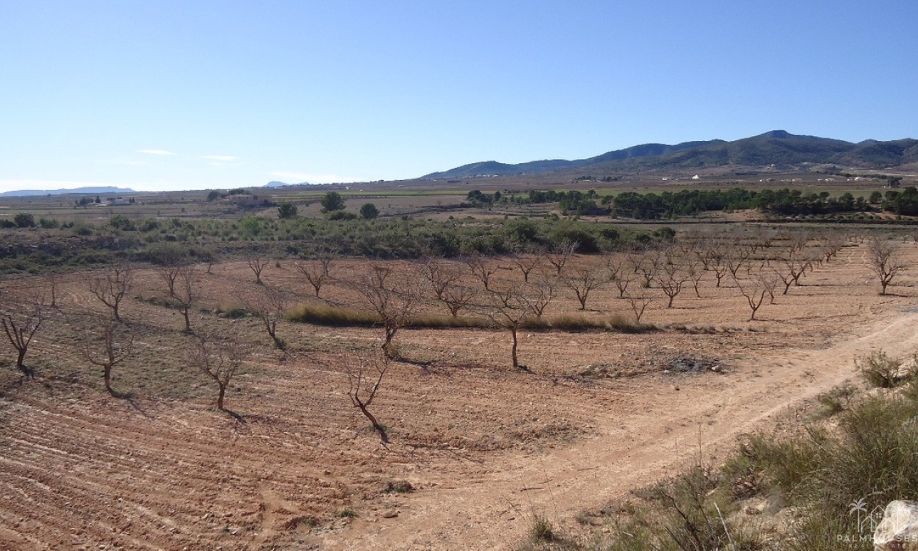 Resale - Plot - Yecla - Yecla Centro