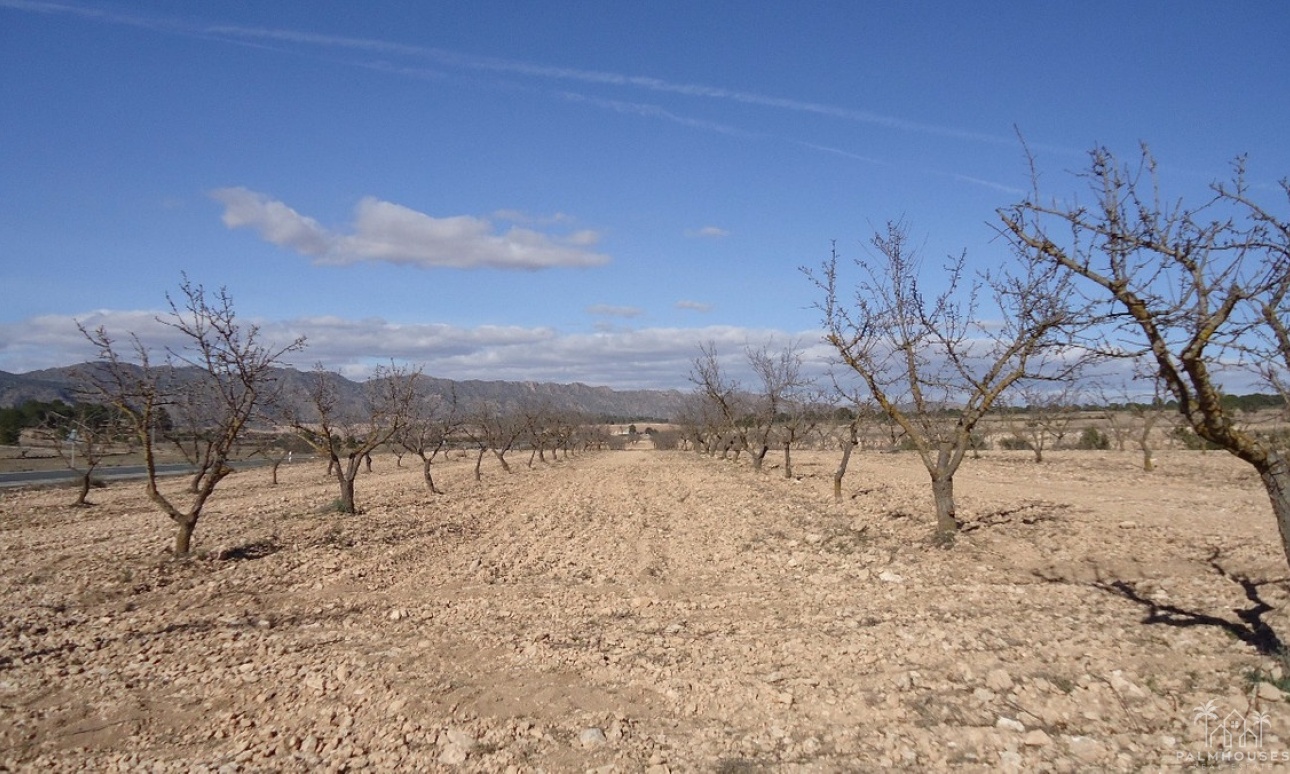 Resale - Plot - Yecla - Yecla Centro