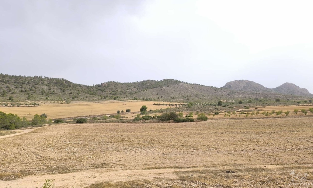 Resale - Plot - Yecla - Yecla Centro