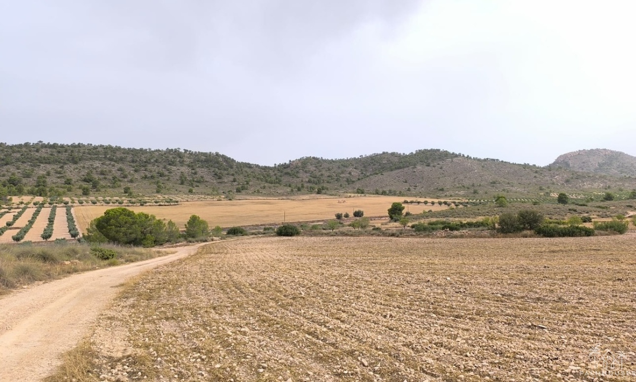 Resale - Plot - Yecla - Yecla Centro