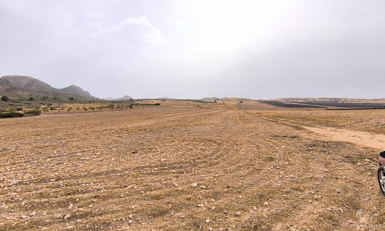 Resale - Plot - Yecla - Yecla Centro