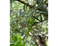 Resale - Villa - Calpe - Calpe Centro