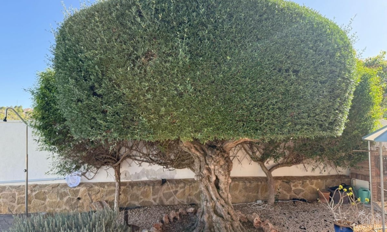 Resale - Villa - San Miguel de Salinas - San Miguel de Salinas Centro